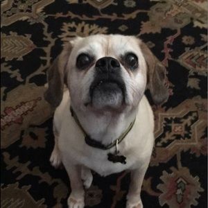 Meet your Posher, Dorrie